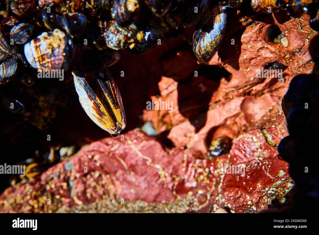 Muscheln und Algen auf Rocky Tide Pool aus nächster Nähe Stockfoto