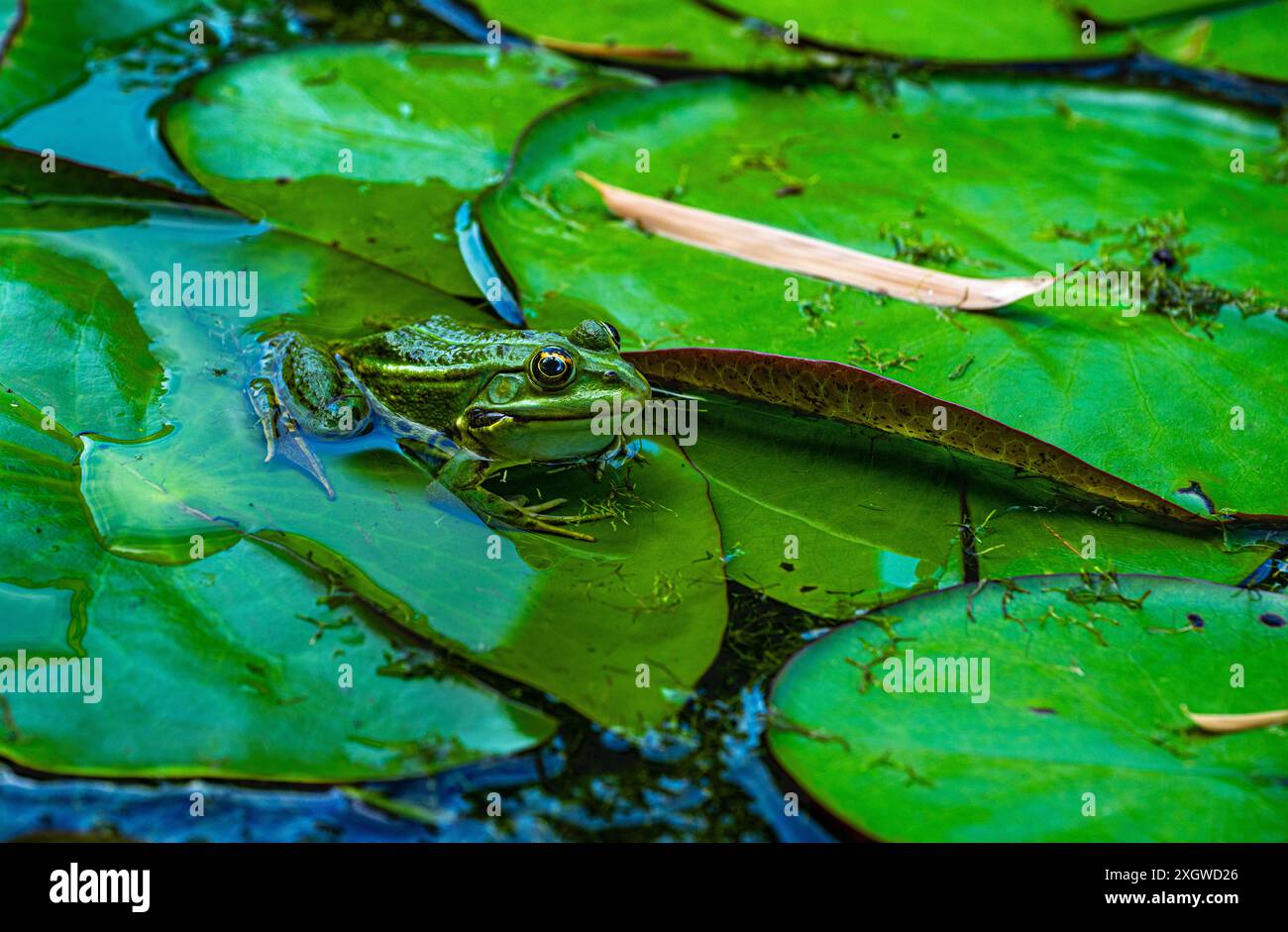 Speisefrosch, Pelophylax esculentus, Niedersachsen, Deutschland, Europa Stockfoto