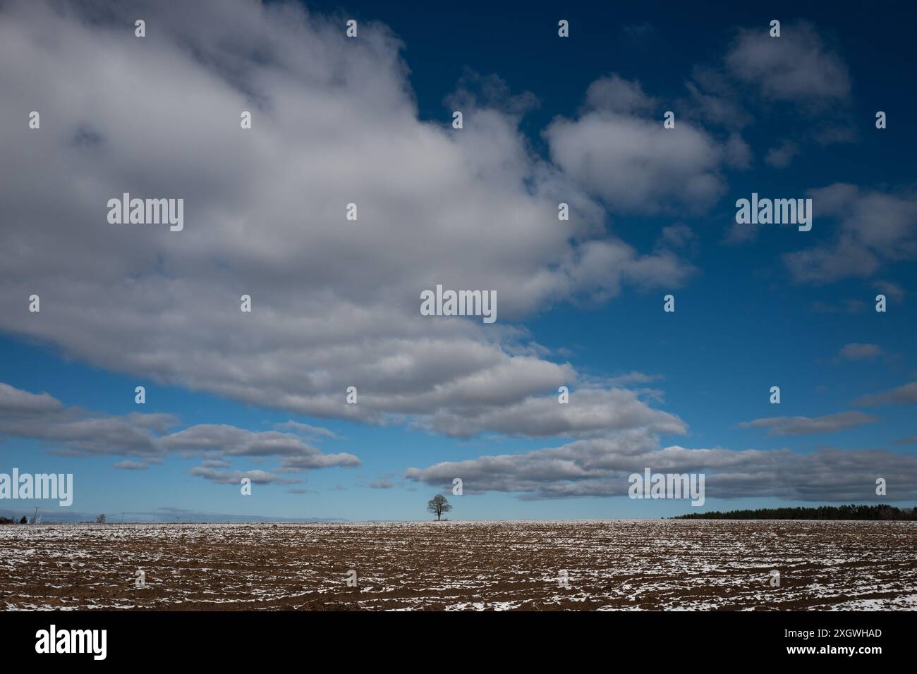 Einsamer Baum, der im Frühling auf einem Feld steht Stockfoto