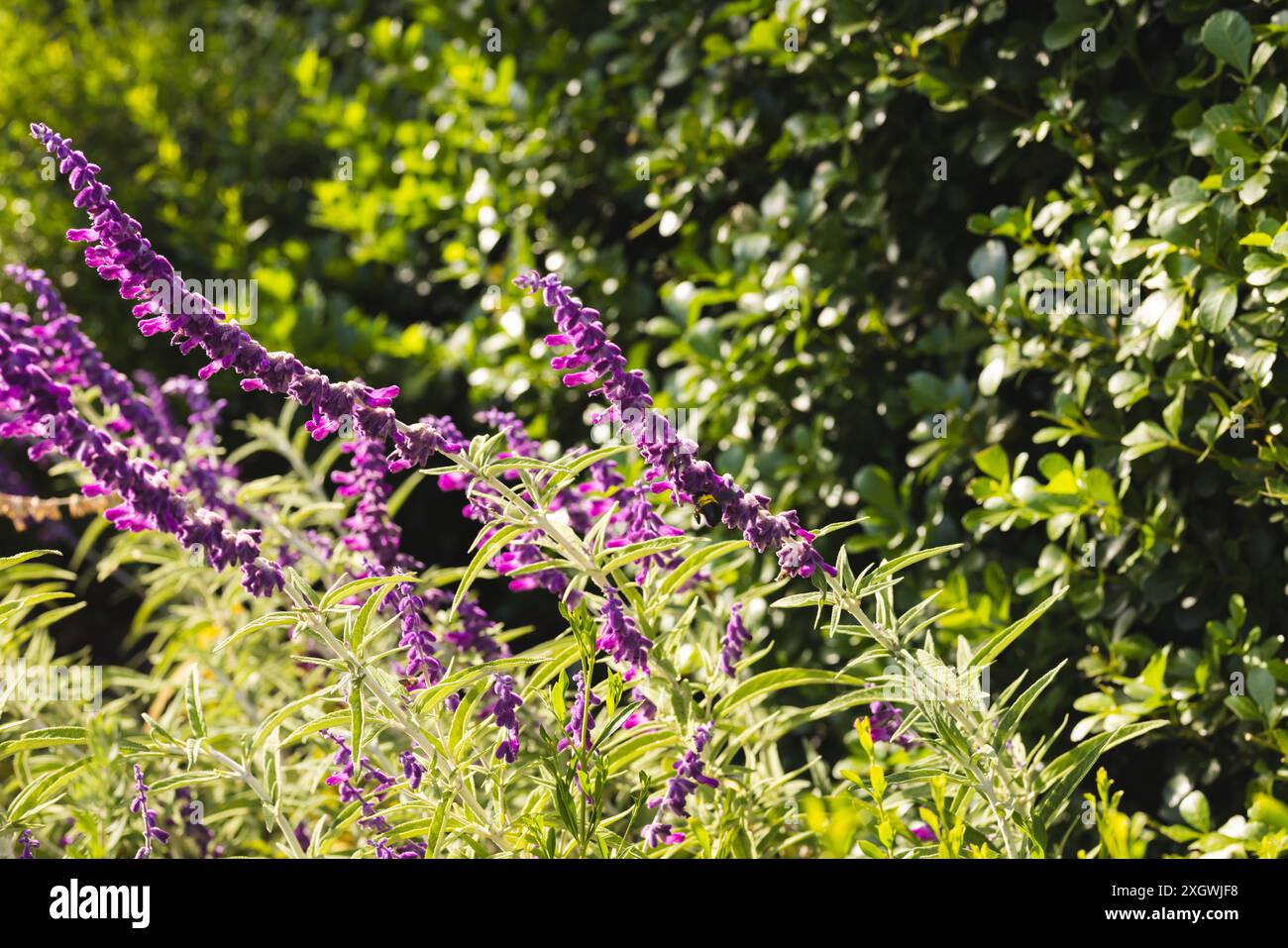 Leuchtend violette Blumen blühen in einem üppigen Garten, der sich im Sonnenlicht sonnt. Ihre lebhaften Farbtöne heben sich vom grünen Laub ab und signalisieren die Ankunft von spr Stockfoto