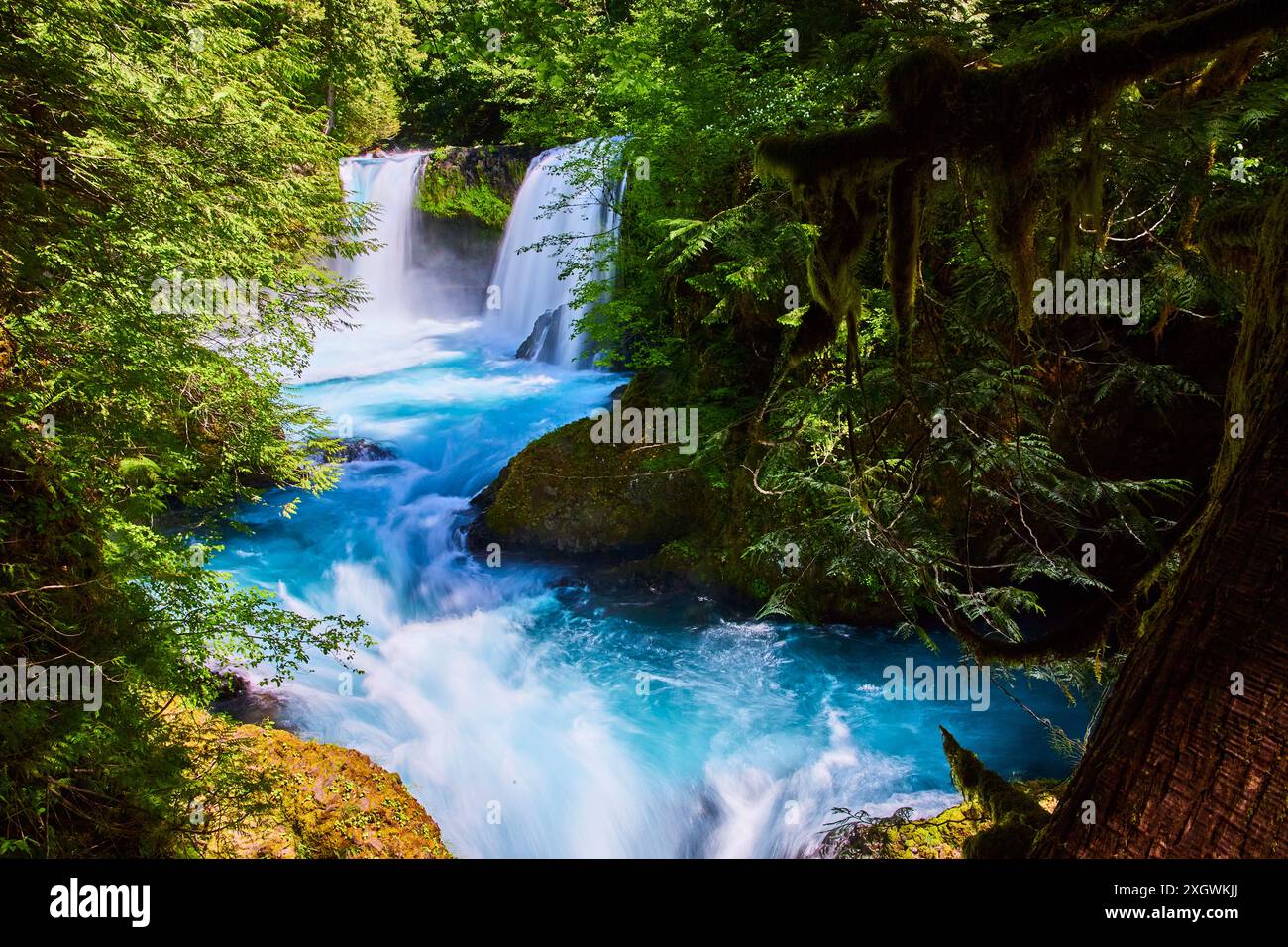 Dynamische Doppelwasserfälle im üppigen Columbia Gorge Forest, erhöhte Aussicht Stockfoto