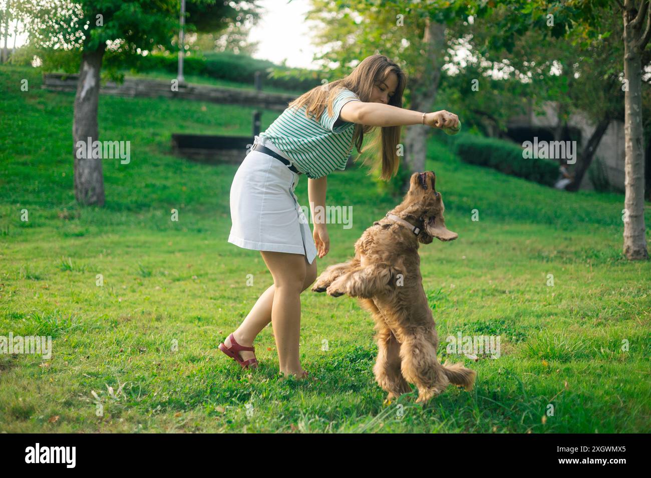 cocker Spaniel Hund, der Spaß hat und mit der jungen schönen Frau spielt Stockfoto