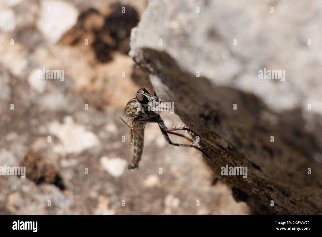 Killer Fly (Asilidae) mit gebrochenem Flügel sucht nach Nahrung unter Felsen, weil sie nicht fliegen können, Alcoy, Spanien Stockfoto