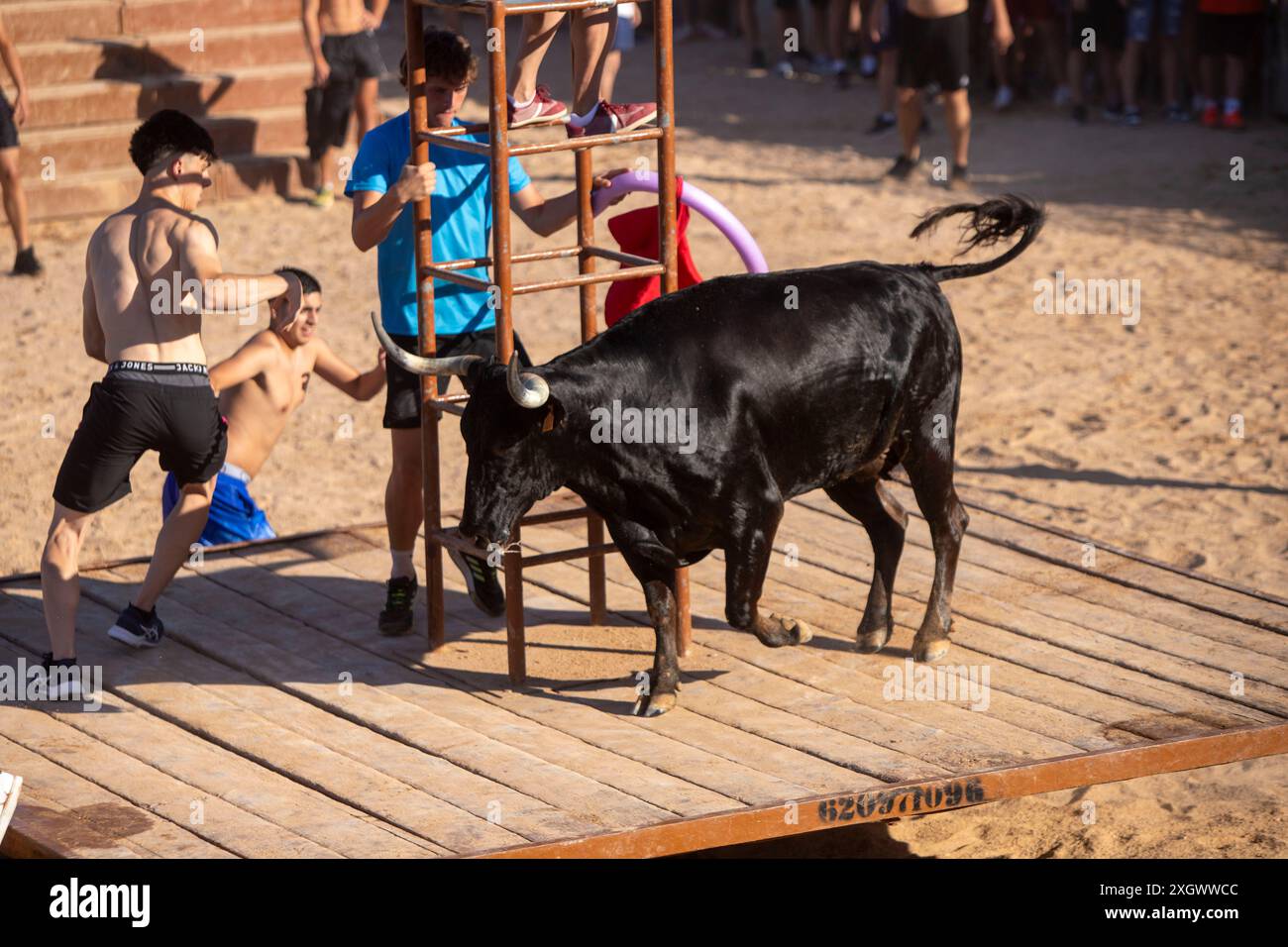 Junge Nachtschwärmer trotzen dem Stier, indem sie während des Bous a la Mar Festivals in Denia ins Wasser springen Stockfoto