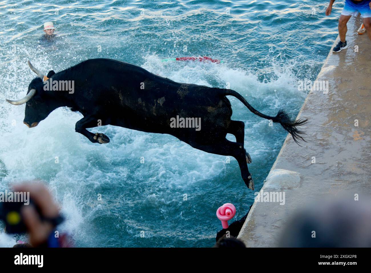 Denia, Alicante Spanien. Juli 2024. Ein Stier springt während des Bous a la Mar Festivals in Deniaor Bulls ins Meer, Credit Eduardo Ripoll. Stockfoto