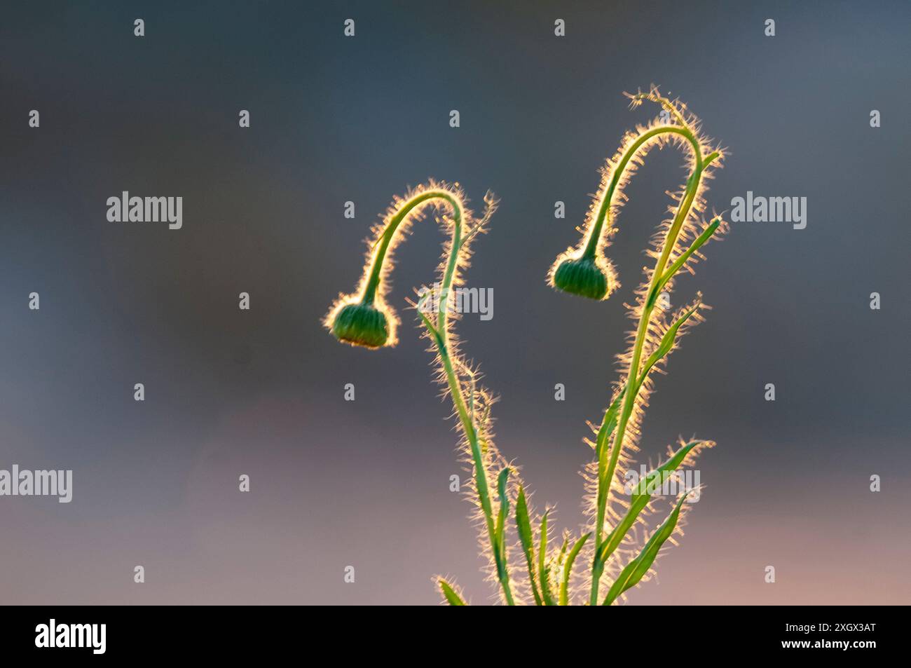 Trichome auf dem Stamm einer Wildblume mit Knospen, Calden Forest, La Pampa Argentina Stockfoto