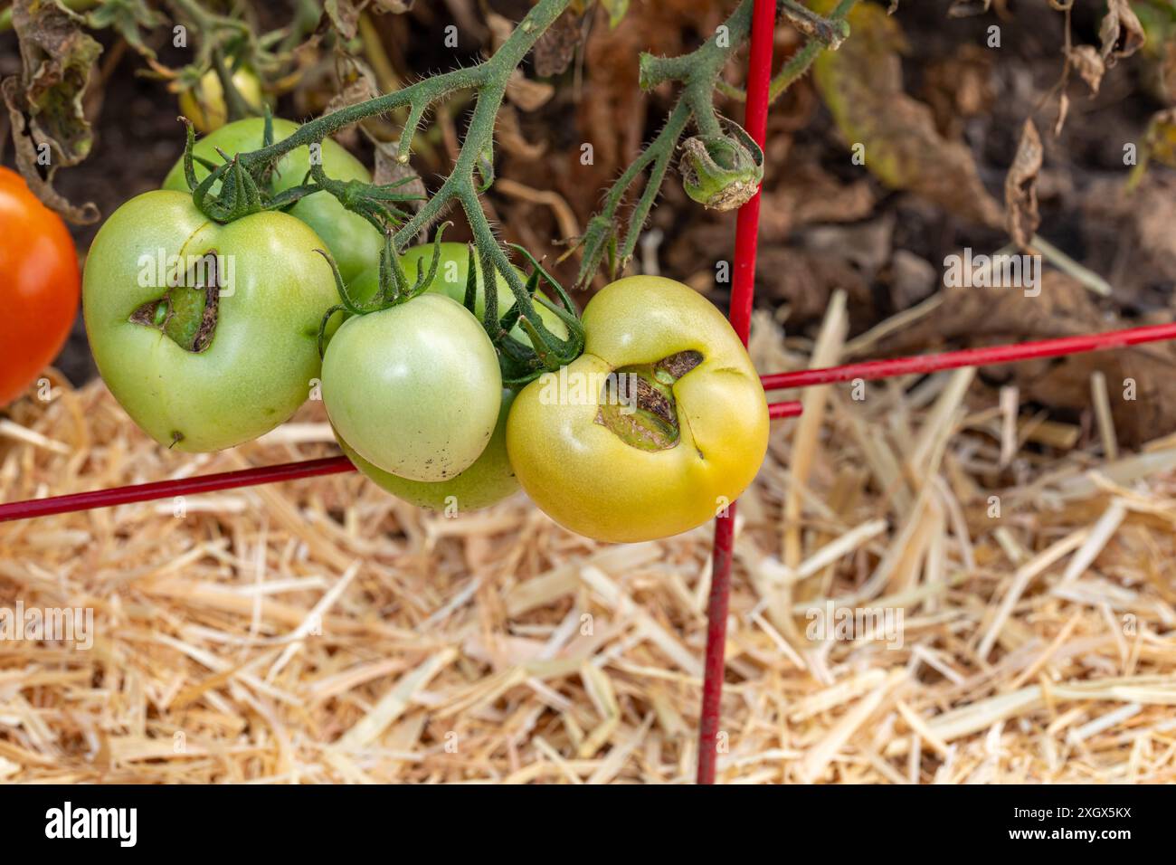 Tomatenkatze auf unreifer grüner Tomate. Gartenarbeit, unreine Produkte, Gartenkrankheit und Störungskonzept. Stockfoto
