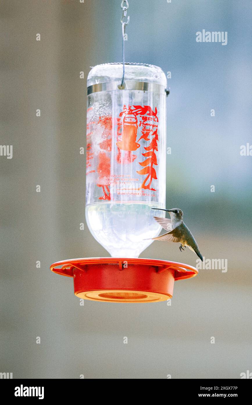 Eine vertikale Aufnahme eines Kolibri, der an einem sonnigen Tag mit unscharfem Hintergrund Nektar aus dem Futterhäuschen schlürft Stockfoto