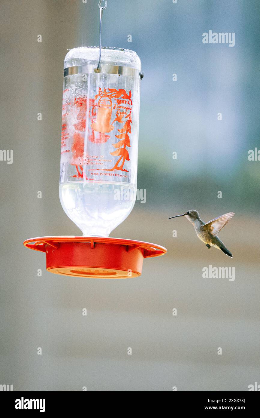 Eine vertikale Aufnahme eines Kolibri, der an einem sonnigen Tag mit unscharfem Hintergrund um einen Nektar-Futterautomat im Garten fliegt Stockfoto