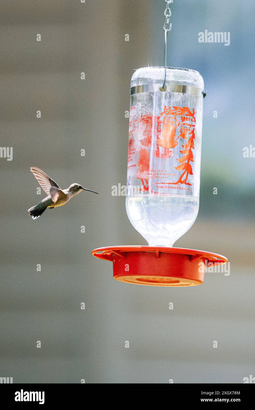 Eine vertikale Aufnahme eines Kolibri, der an einem sonnigen Tag mit unscharfem Hintergrund auf einen Nektar zufliegt Stockfoto