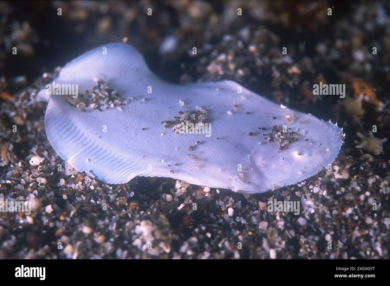 Weiße Seezunge, Aseraggodes albidus, Tauchplatz Pantai Parigi, Lembeh Straits, Sulawesi, Indonesien Stockfoto