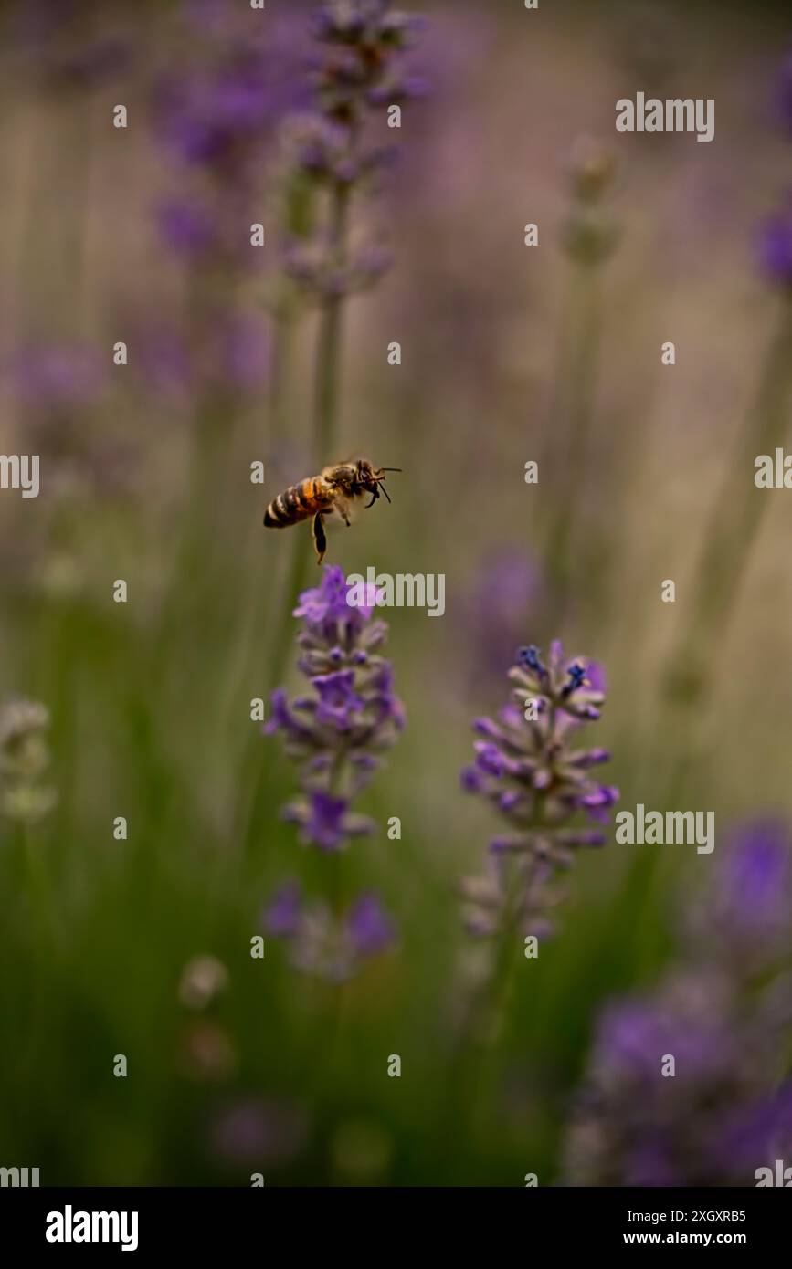 Biene zwischen Lavendelblüten im eigenen Sommergarten Stockfoto