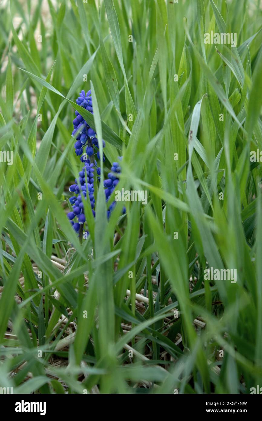 Muscari neglectum, bekannt als Traubenhyazinthe im sonnigen Garten. Nahaufnahme. Stockfoto
