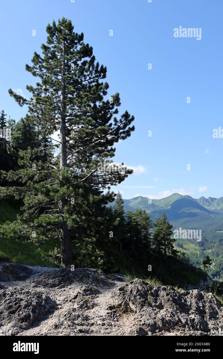 Berglandschaft mit einer Kiefer im Vordergrund im Tatra-Gebirge. Stockfoto