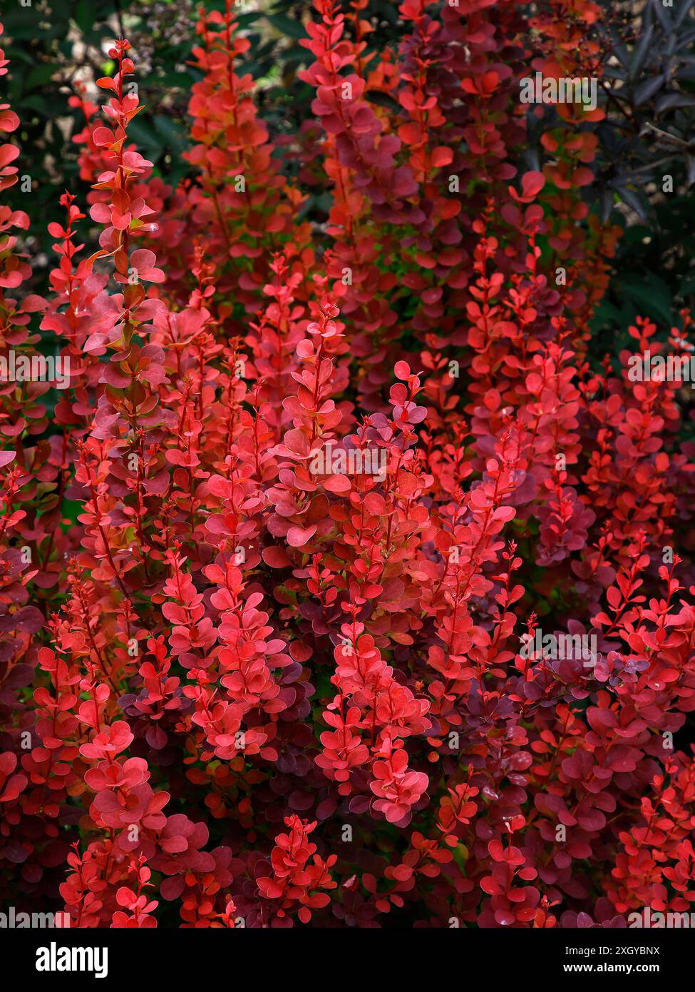 Nahaufnahme der orange-roten Blätter des mehrjährigen Gartenstrauchs berberis thunbergii-Orangenrakete. Stockfoto