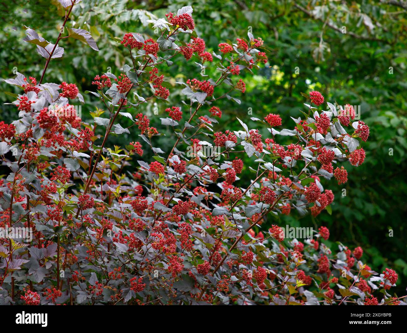 Nahaufnahme des purpurnen Laubs des mehrjährigen Gartenstrauchs Physocarpus opulifolius diabolo. Stockfoto