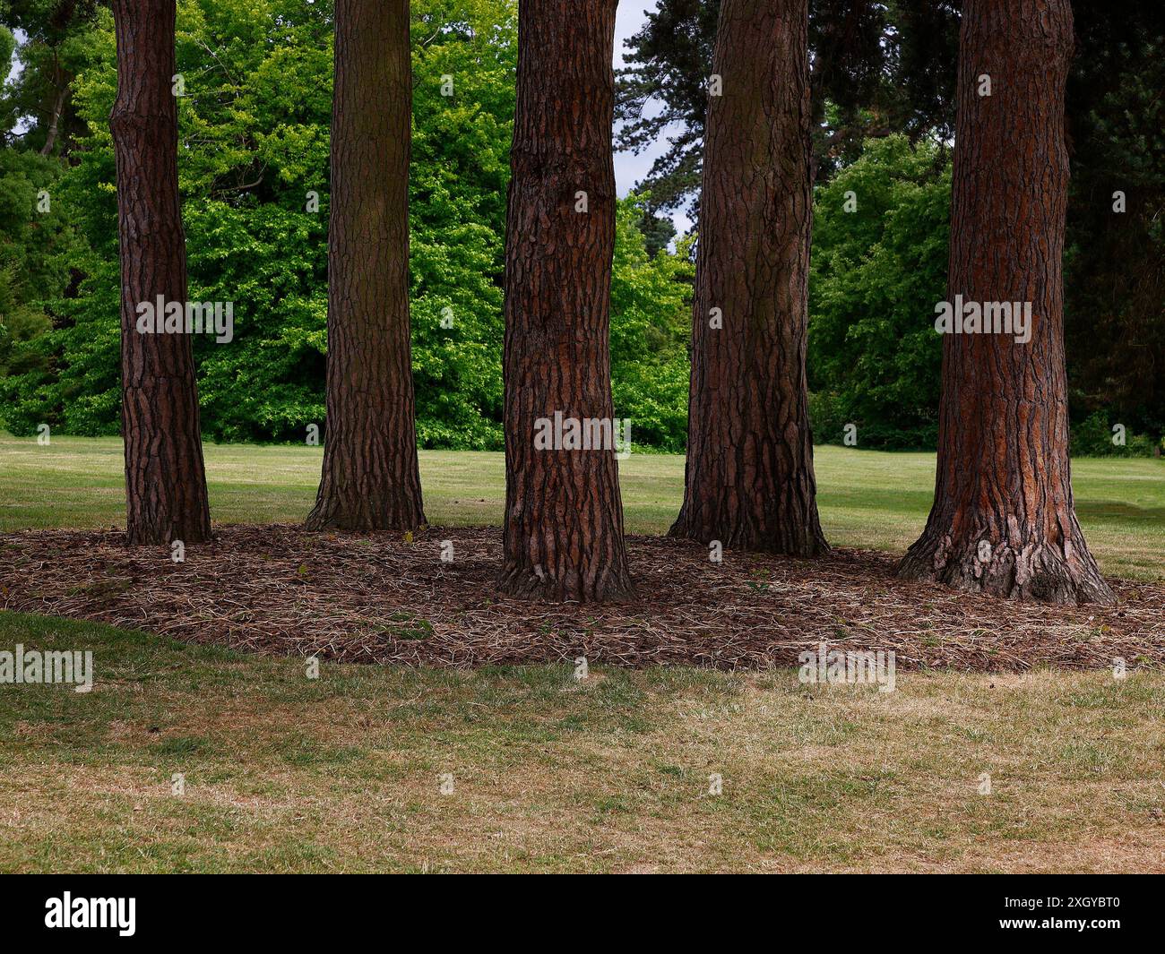 Nahaufnahme einer Gruppe von Baumstämmen, die in einem Gartenpark gesehen wurden. Stockfoto