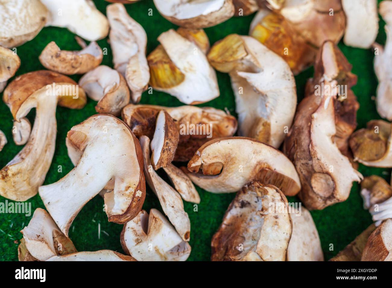 Stachelpilze (Boletus edulis) an einem Marktstand, Deutschland Stockfoto