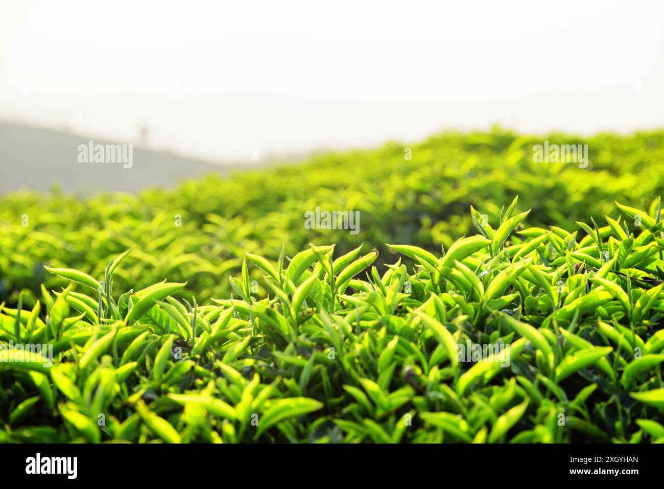 Erstaunliche junge, frische, hellgrüne Teeblätter auf der Teeplantage bei Sonnenuntergang. Wunderschöne Teebüsche sind im Hintergrund zu sehen. Malerische ländliche Landschaft. Stockfoto