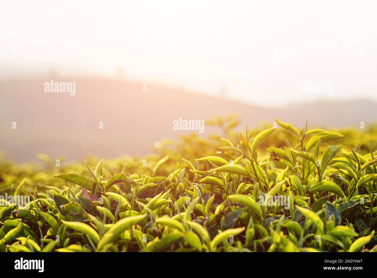 Erstaunliche junge, frische, hellgrüne Teeblätter auf der Teeplantage am Abend. Wunderschöne Reihen von Teebüschen sind im Hintergrund sichtbar. Stockfoto