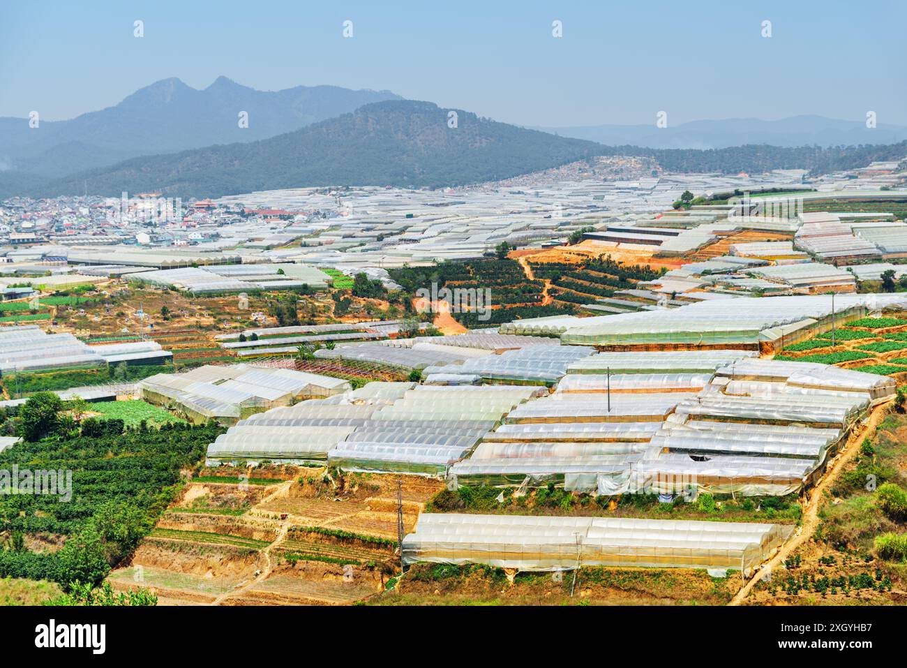 Panoramablick auf Gewächshäuser auf Bio-Farmen. Gemüse- und Beerenanbau. Industrieller Anbau von Kräutern und Blumen. Stockfoto