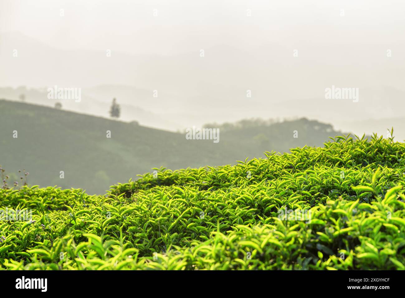 Erstaunliche junge, frische, hellgrüne Teeblätter auf der Teeplantage am Abend. Wunderschöne Reihen von Teebüschen sind im Hintergrund sichtbar. Stockfoto