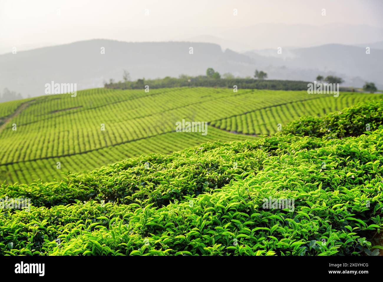 Erstaunliche junge, frische, hellgrüne Teeblätter auf der Teeplantage am Abend. Wunderschöne Reihen von Teebüschen sind im Hintergrund sichtbar. Stockfoto