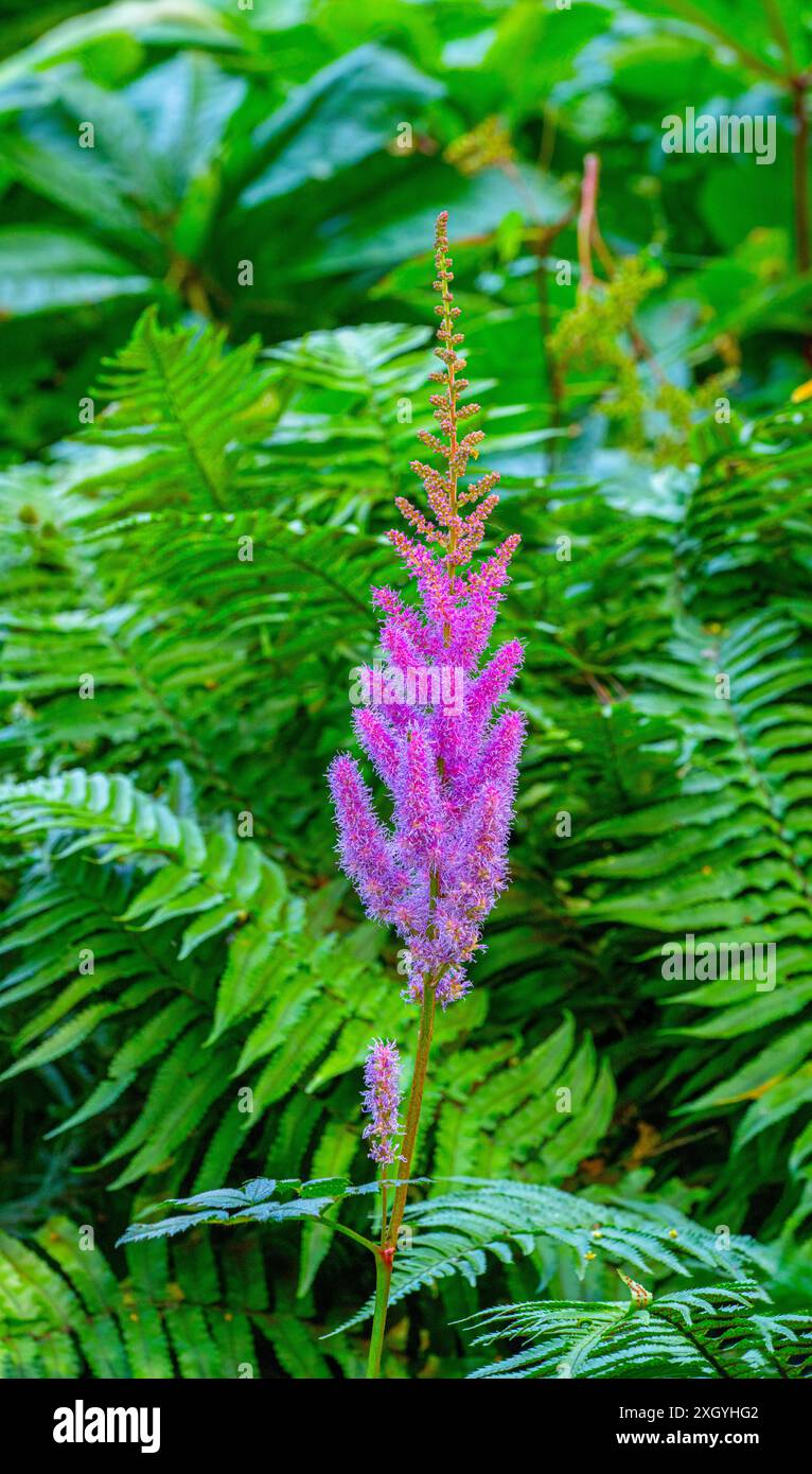 Astilbe (Astilbe rubra) - eine kompakte Staude mit dicken Pyramidenblüten. Stockfoto