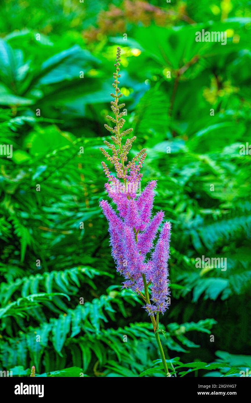 Astilbe (Astilbe rubra) - eine kompakte Staude mit dicken Pyramidenblüten. Stockfoto