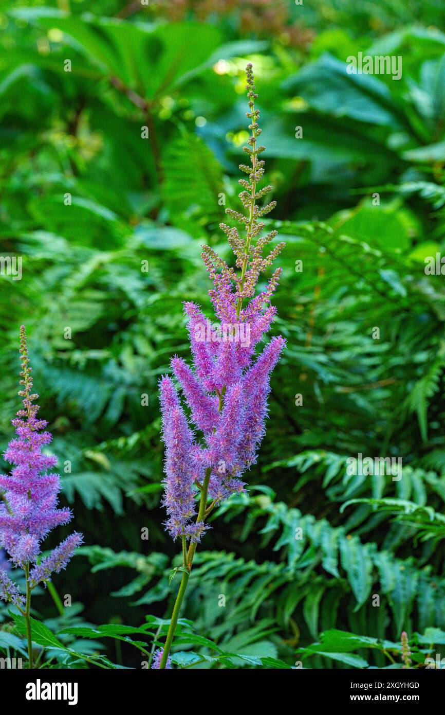 Astilbe (Astilbe rubra) - eine kompakte Staude mit dicken Pyramidenblüten. Stockfoto