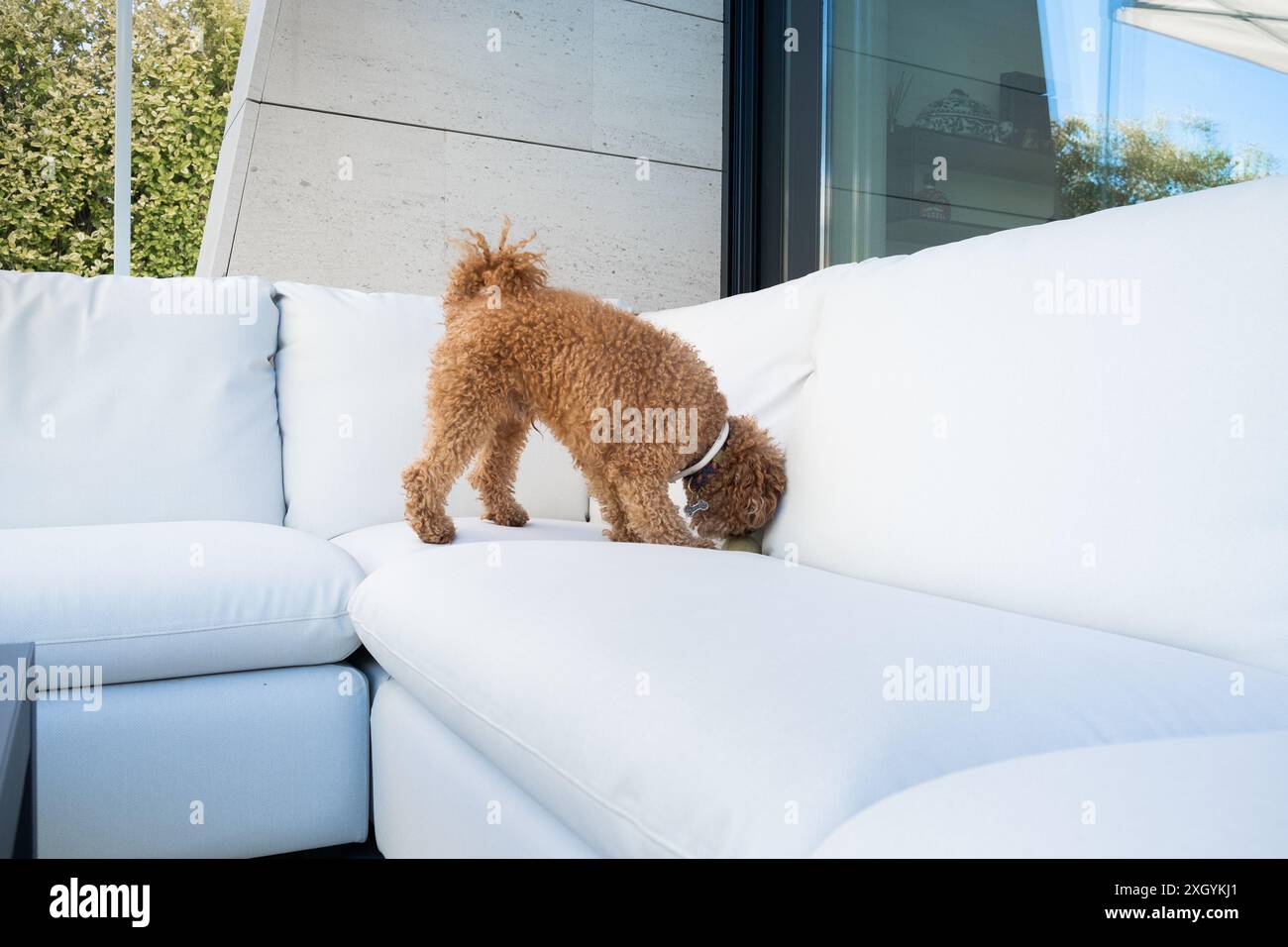 Ein kleiner reinrassiger Hund sucht und schnüffelt zwischen den Kissen eines eleganten weißen Terrassensofas. Er ist in einem Garten draußen an einem sonnigen und hellen Tag Stockfoto