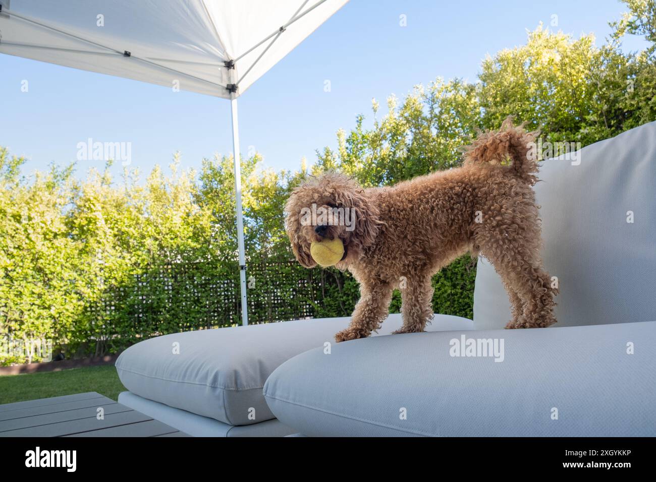 Ein kleiner reinrassiger Hund spielt mit einem Spielzeugball auf einem eleganten Terrassenstuhl im Garten eines Chalets. Sieht auf die Kamera Stockfoto