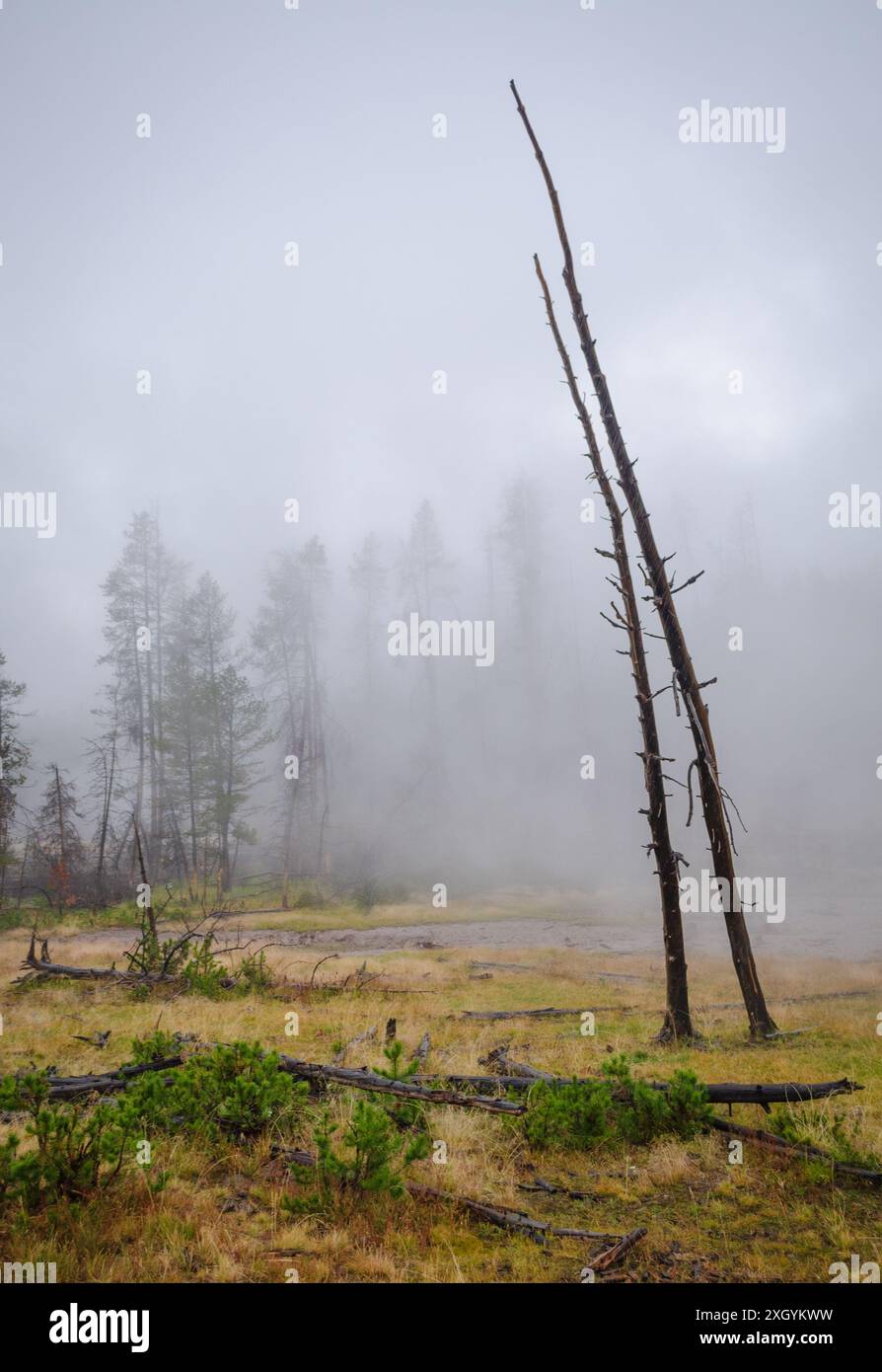 Cooking Hillside, Mud Volcano Area, Yellowstone National Park, Wyoming, Vereinigte Staaten von Amerika Stockfoto