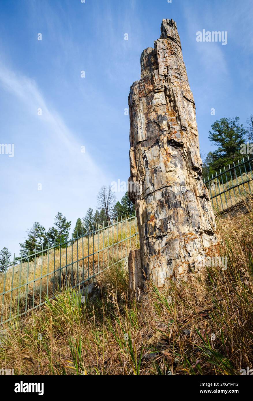Ein vertikaler Blick auf den berühmten versteinerten Baum im Yellowstone-Nationalpark Stockfoto