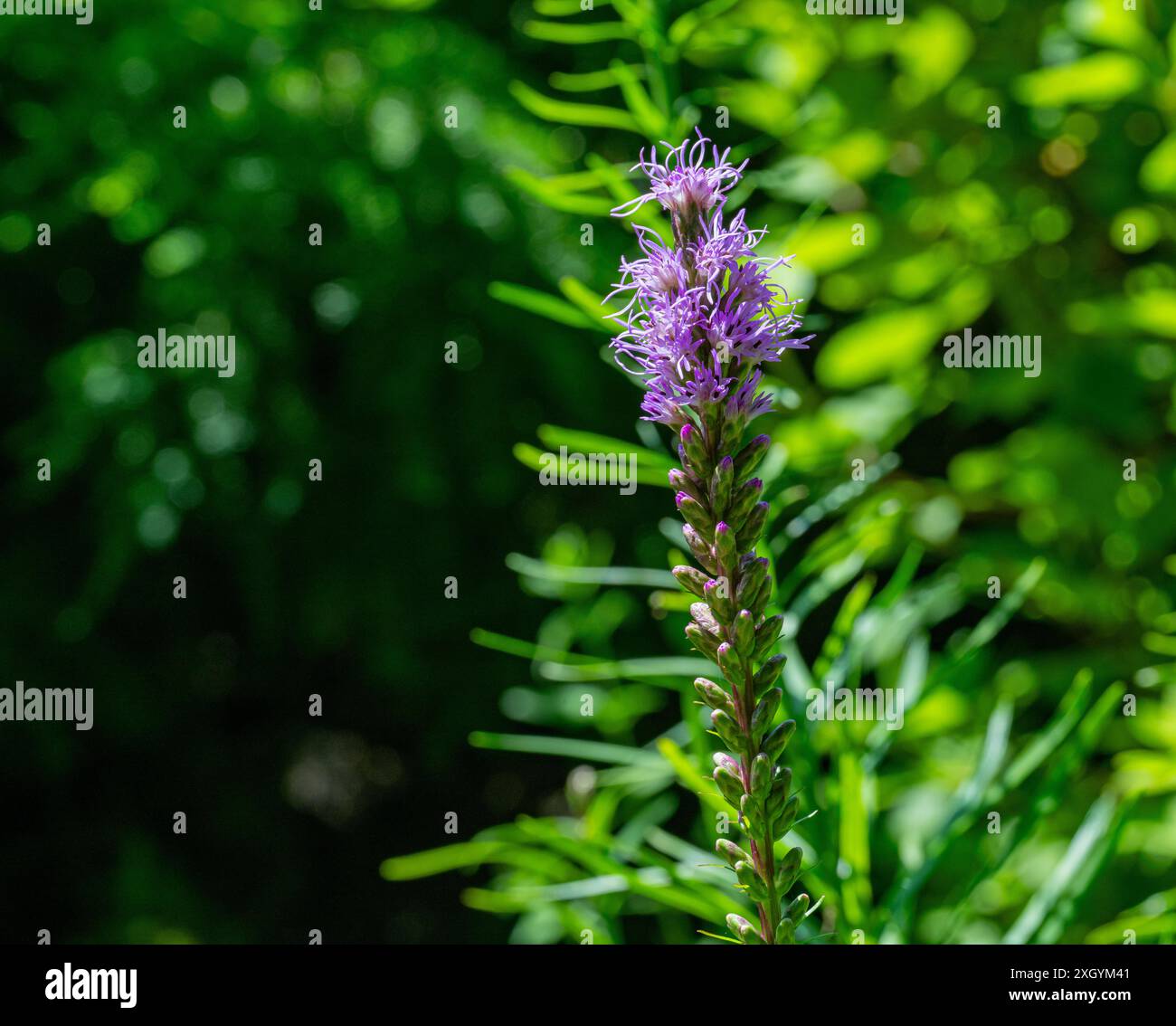 Liatris (bekannt als Gayfeather und strahlender Stern) violette Blumen Stockfoto