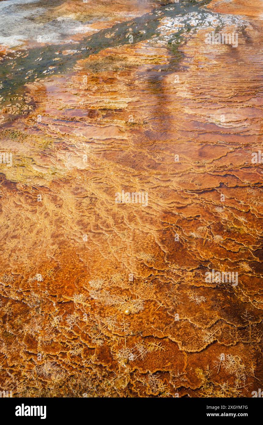 The Dryad Spring, Mammoth Hot Springs, Yellowstone Hotspot Volcano, Wyoming, USA Stockfoto