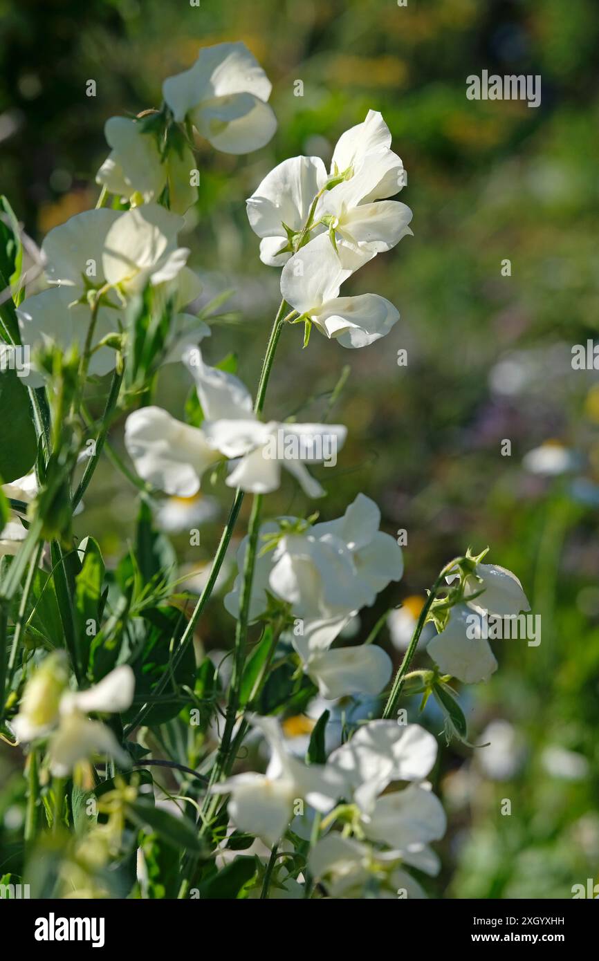 Weiße Erbsenblüten in einem englischen Garten, norfolk, england Stockfoto