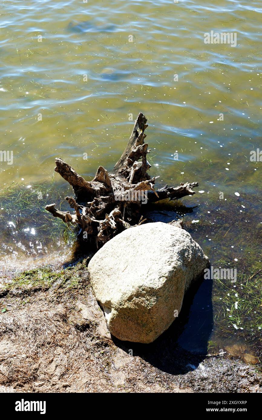 Eine Baumwurzel und ein Felsbrocken liegen im Wasser des Greifswalder Boddens in Wreechen. Diese Komposition verleiht der Küstenlandschaft eine einzigartige Schönheit. Stockfoto