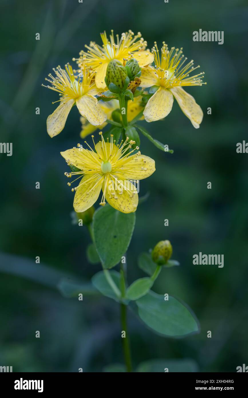 Gefleckte Johanniskraut Stockfoto