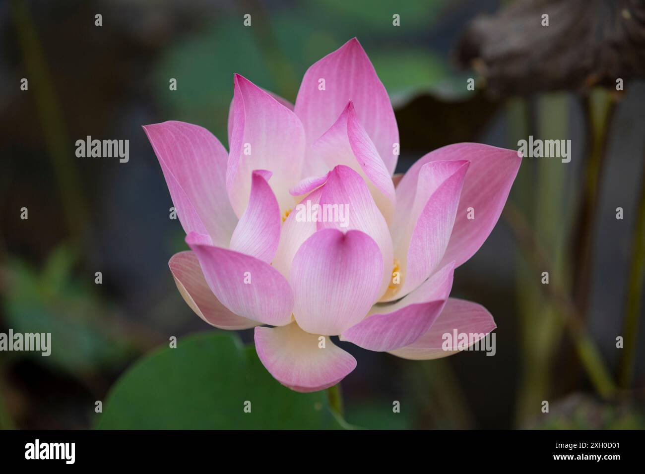 Lotus (Nelumbo nucifera) Blüte, Kambodscha Stockfoto