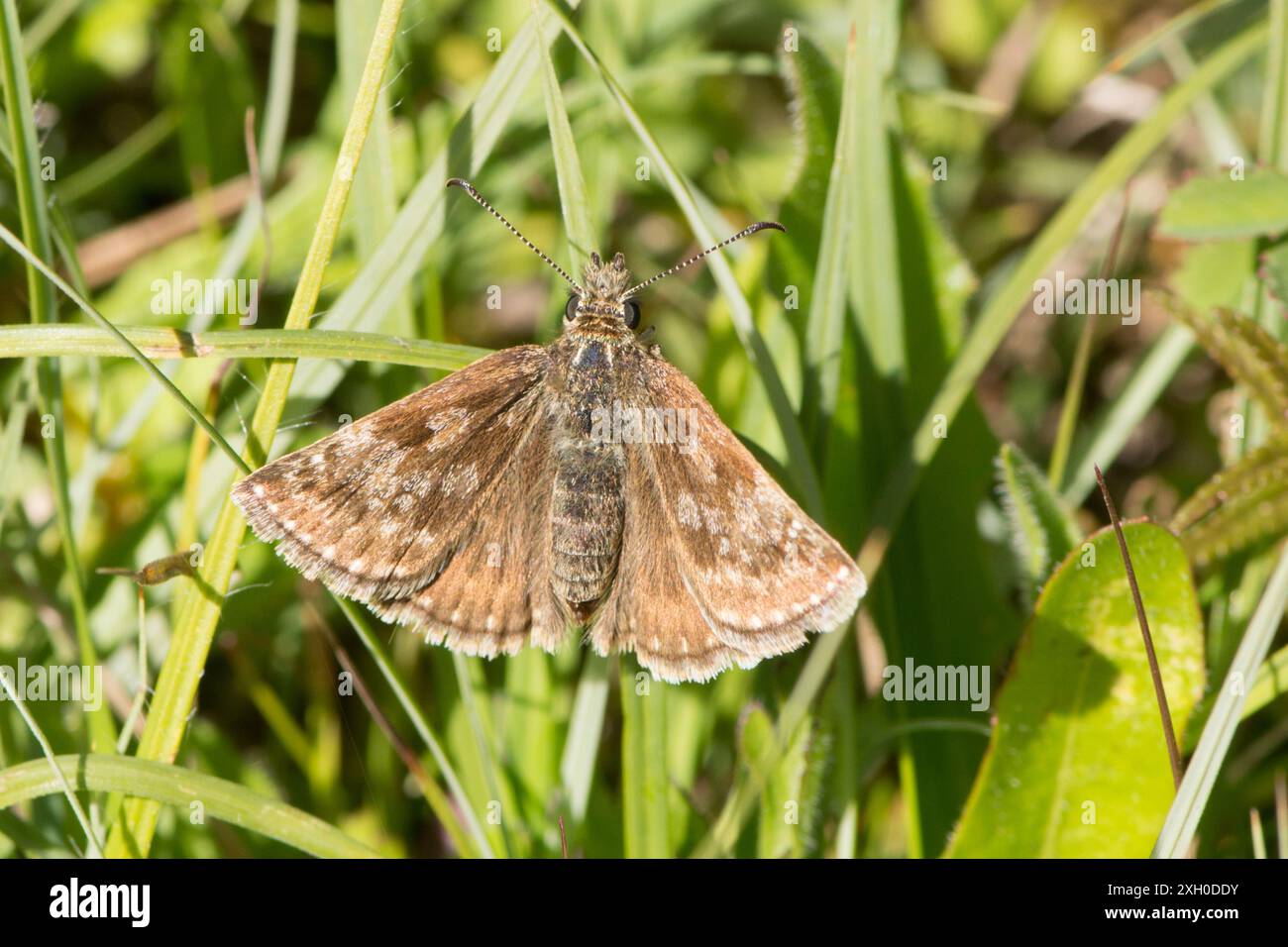 Pyrgus malvae, gegrillter Kapitän, Flügel offen, oben, oben, Noar Hill, Selborne, Großbritannien, Juni Stockfoto