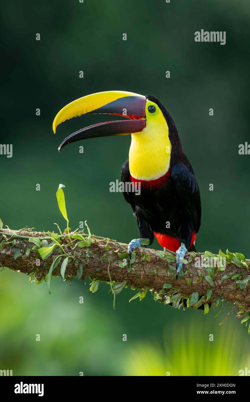 Wilder Gelbschlauchtukan, Kastanienmandibel (Ramphastos ambiguus swainsonii) Costa Rica, Mittelamerika – Stockfoto Stockfoto