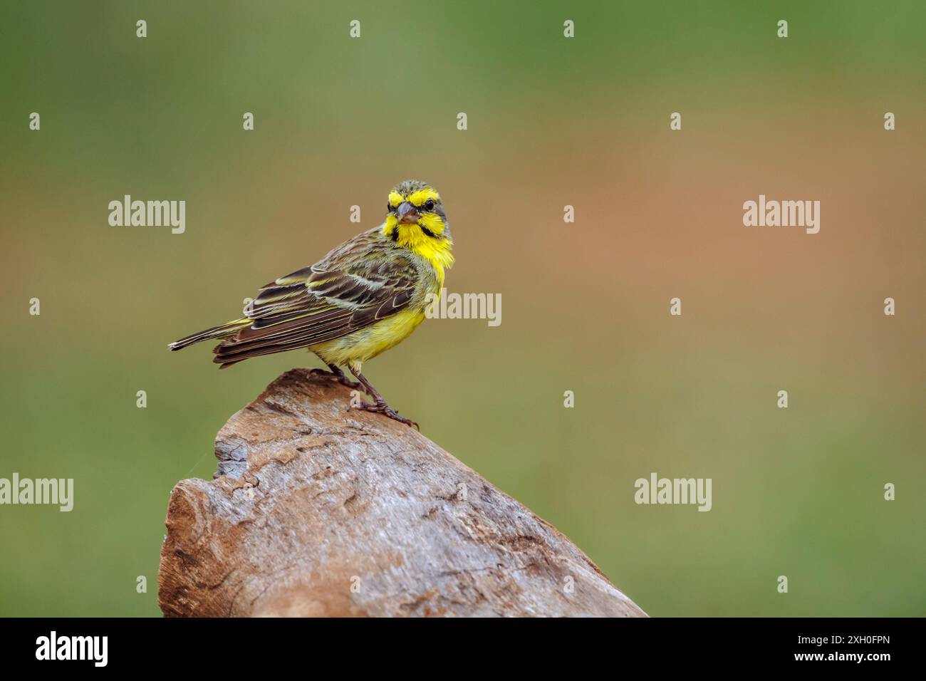 Kanarienvogel mit gelber Fassade auf einem Felsen, der in natürlichem Hintergrund im Kruger-Nationalpark, Südafrika, isoliert ist; Specie Crithagra mozambica Familie von F Stockfoto