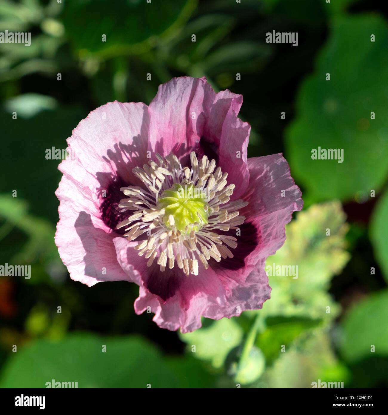 Papaver Orientale rosa Mohnblume Nahaufnahme in Blüte von oben in krautigen Rand Cottage Garten UK KATHY Stockfoto