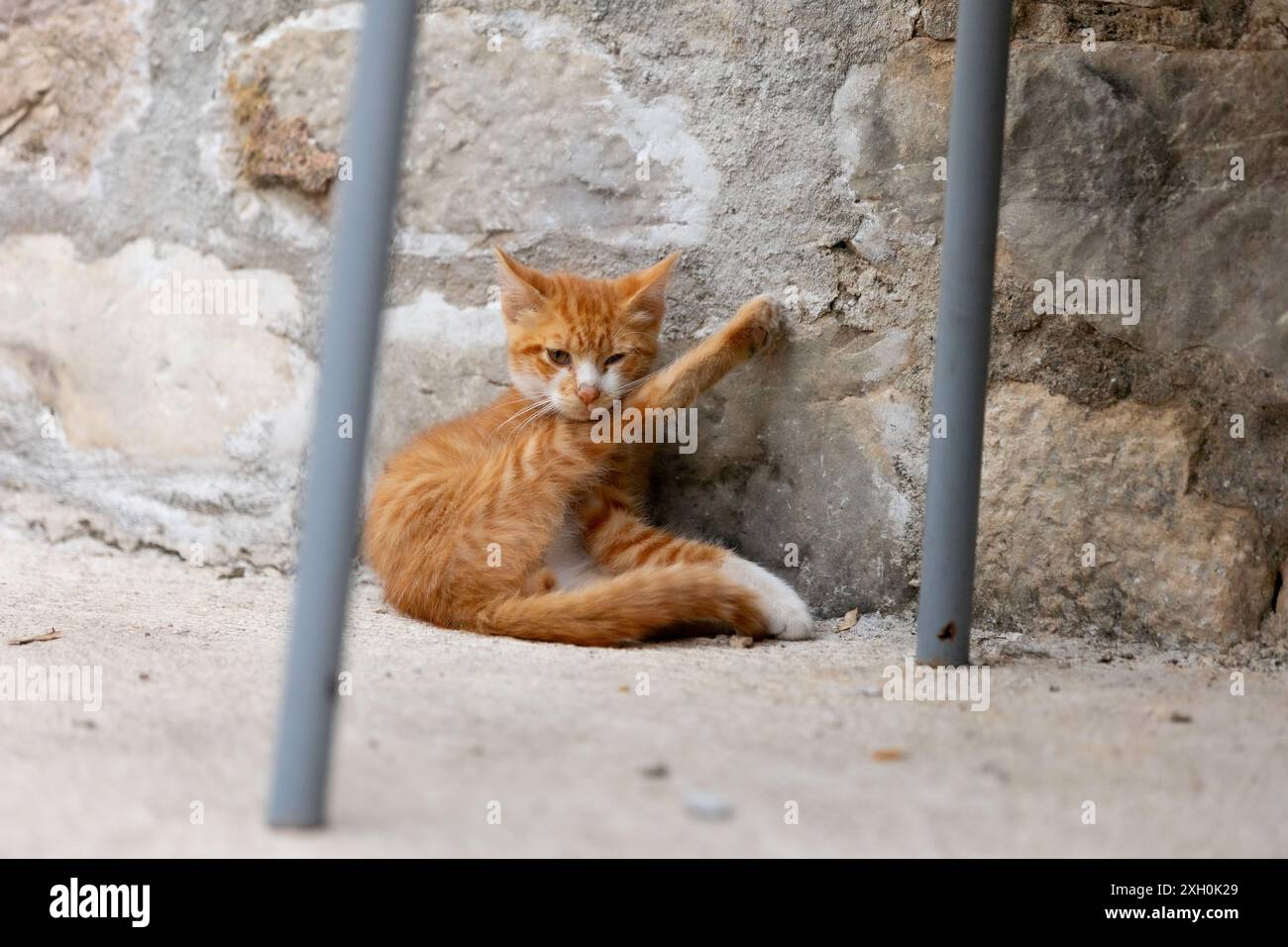 Ginger streunende Katze sitzt mit erhobenem Bein und leckt sich sauber Stockfoto