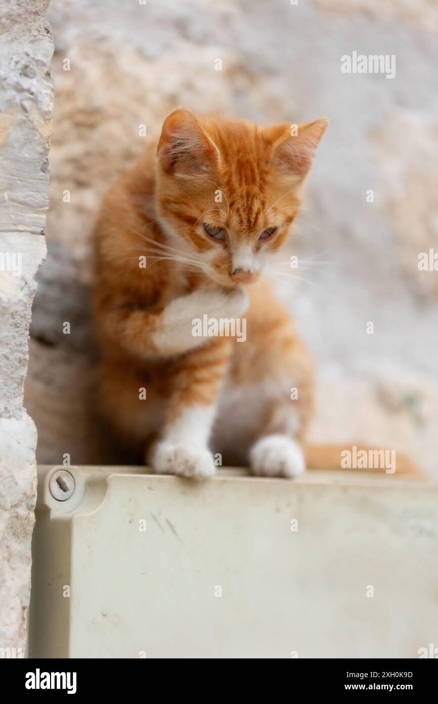 Ginger streunende Katze sitzt mit der Pfote hoch und leckt sich sauber Stockfoto