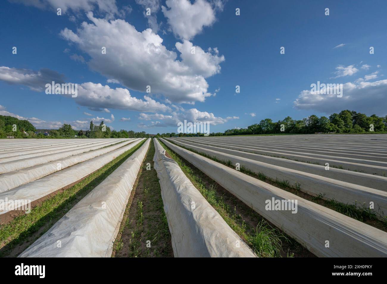 Spargelfeld bedeckt mit weißer Folie (Spargel), Mittelfranken, Bayern, Deutschland Stockfoto