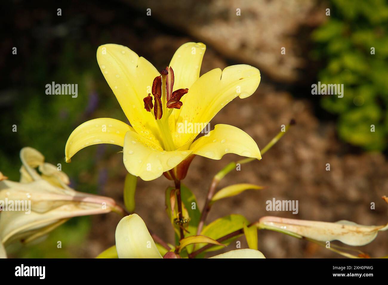 Gelbe Lilie (Liliaceae) in voller Blüte mit markanten Staubblättern, gefangen in einem Garten unter Sonnenlicht Stockfoto