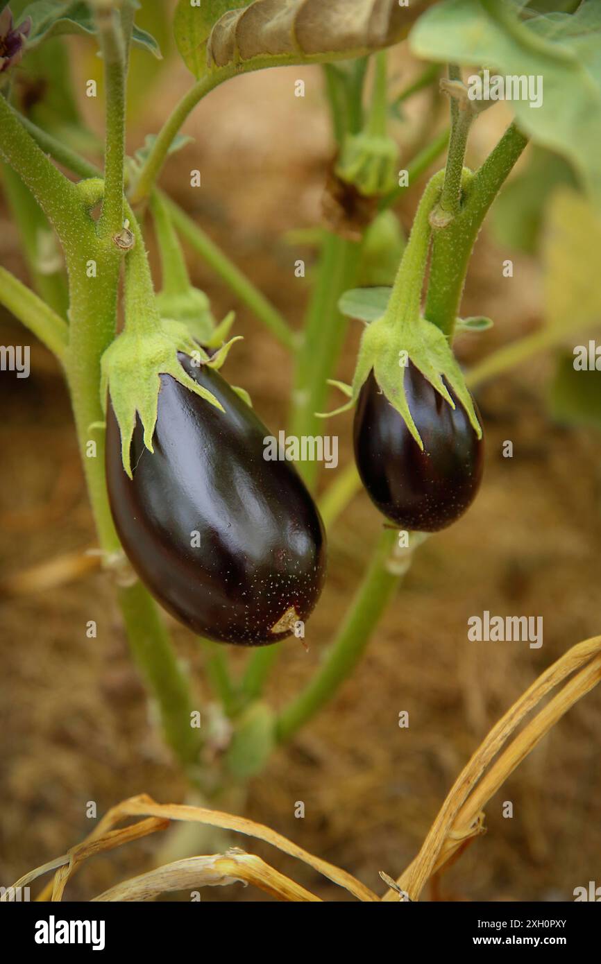 Zwei unreife Auberginen hängen von einer Pflanze mit grünen Blättern in einem Garten Stockfoto