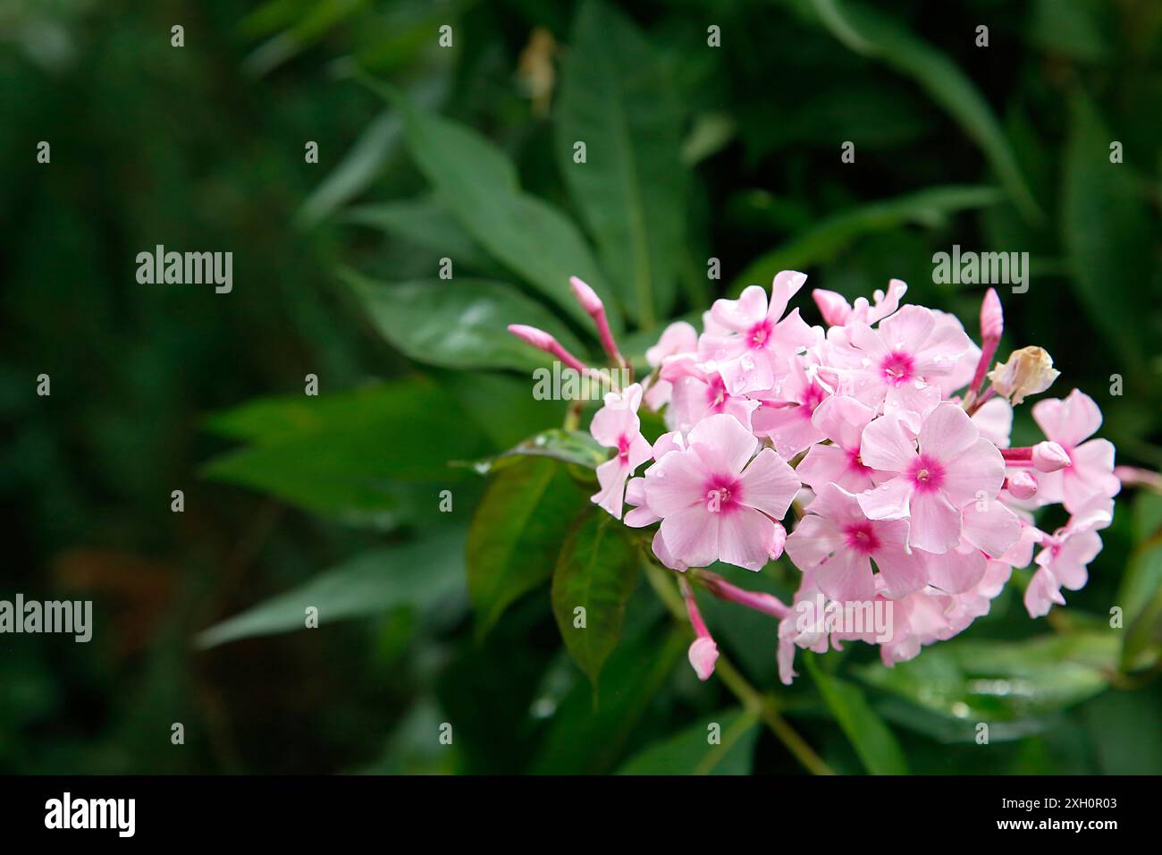 Eine Nahaufnahme von leuchtenden rosa Blüten mit sattgrünen Blättern im Hintergrund Stockfoto